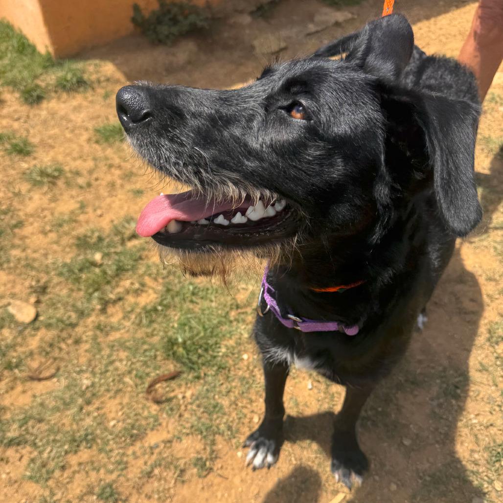 Enlarge Radar, a Adoptable mixed breed in Vieques, PR image 2/3