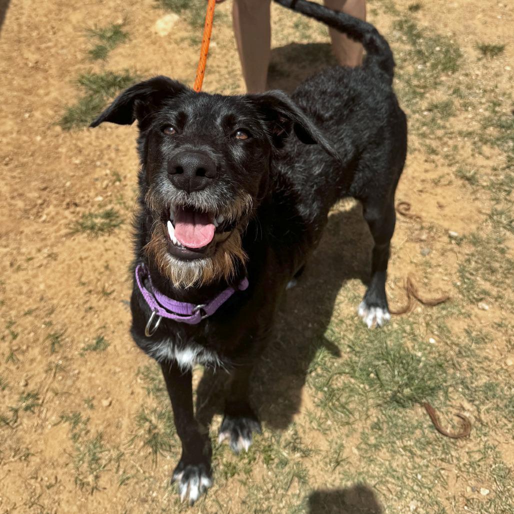 Enlarge Radar, a Adoptable mixed breed in Vieques, PR image 3/3