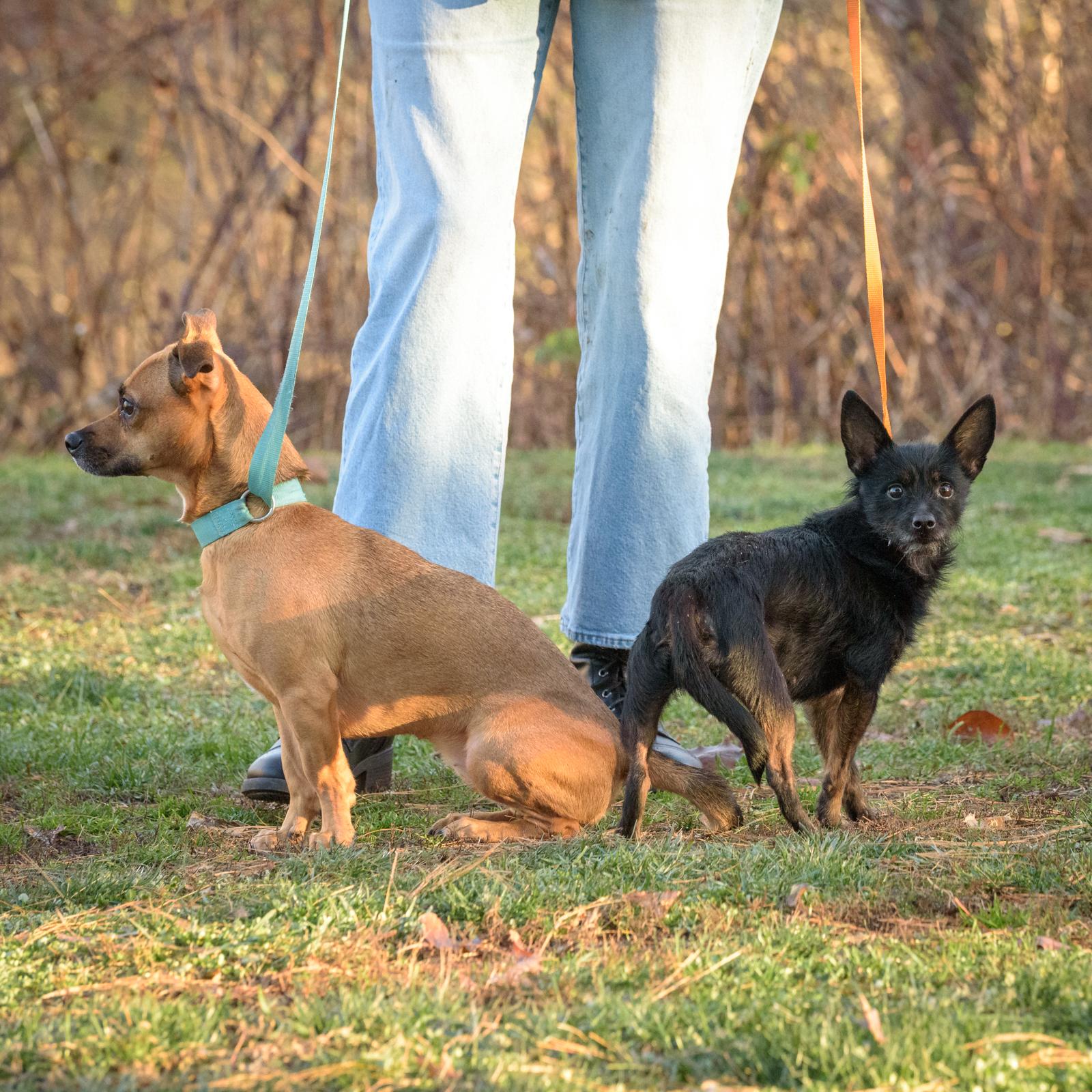 Alice and Lacie - Bonded Pair