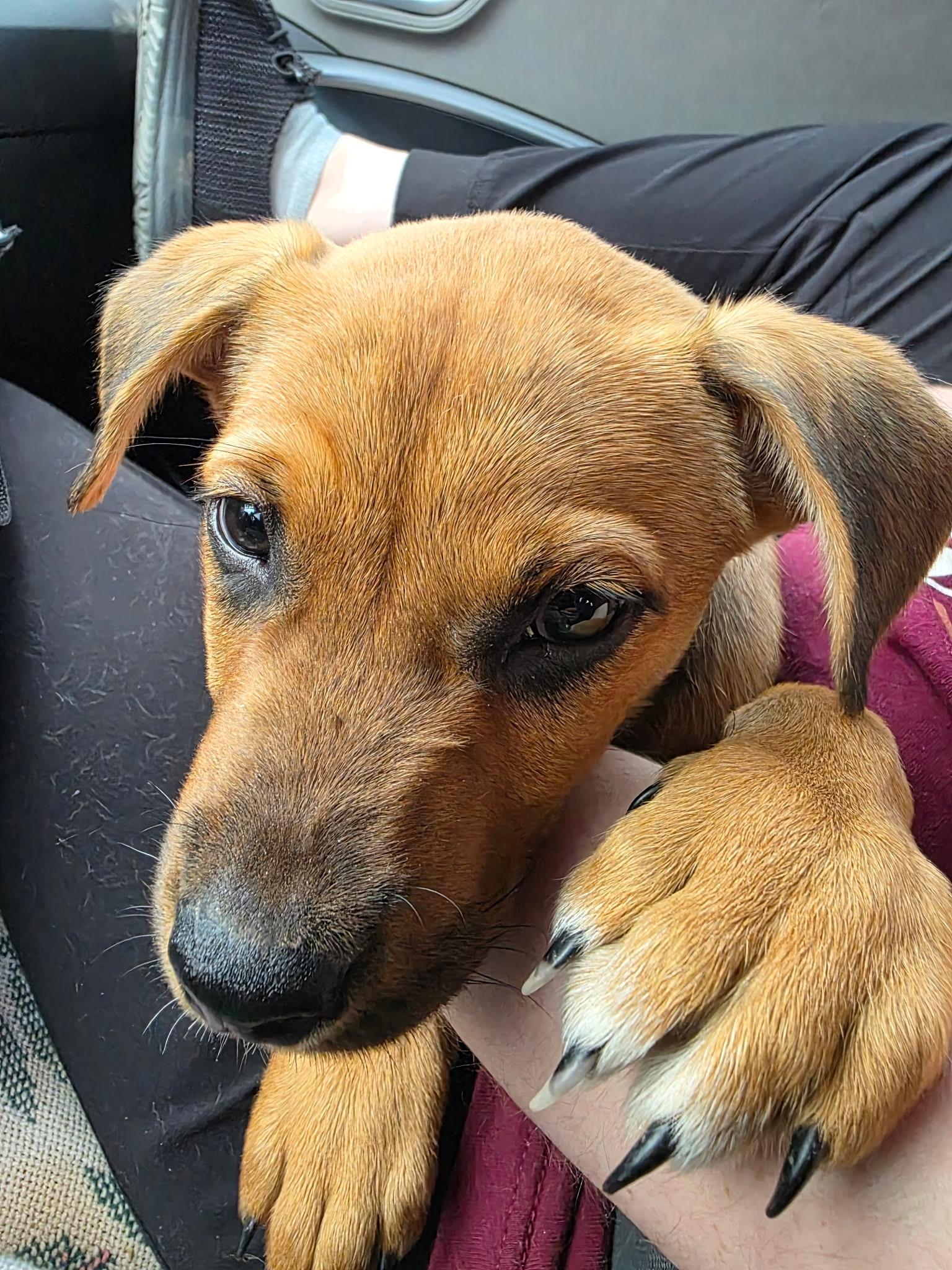 Enlarge Chattie Noga, an adopted mixed breed in Carnegie, OK image 1/2