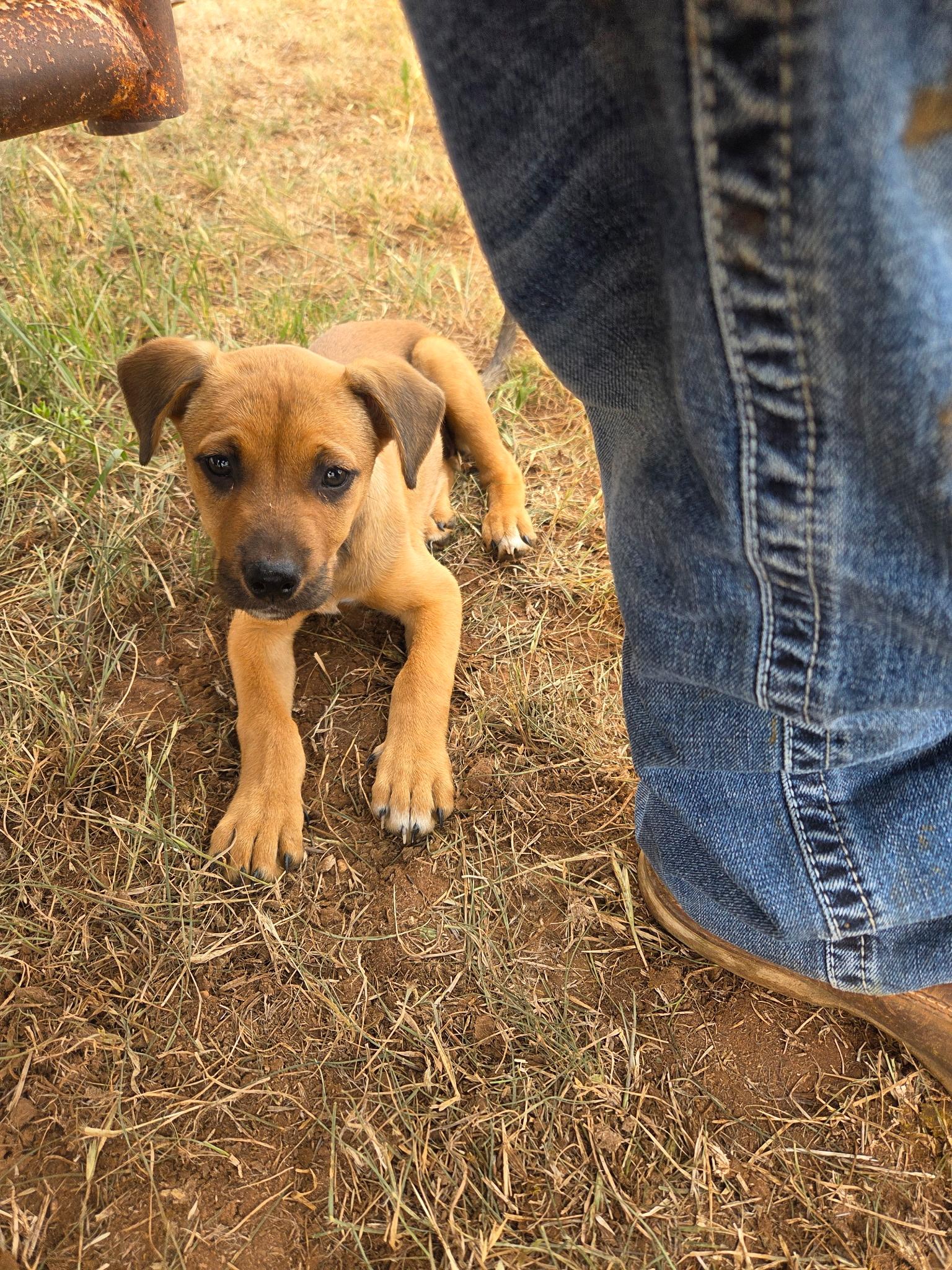 Enlarge Chattie Noga, an adopted mixed breed in Carnegie, OK image 2/2