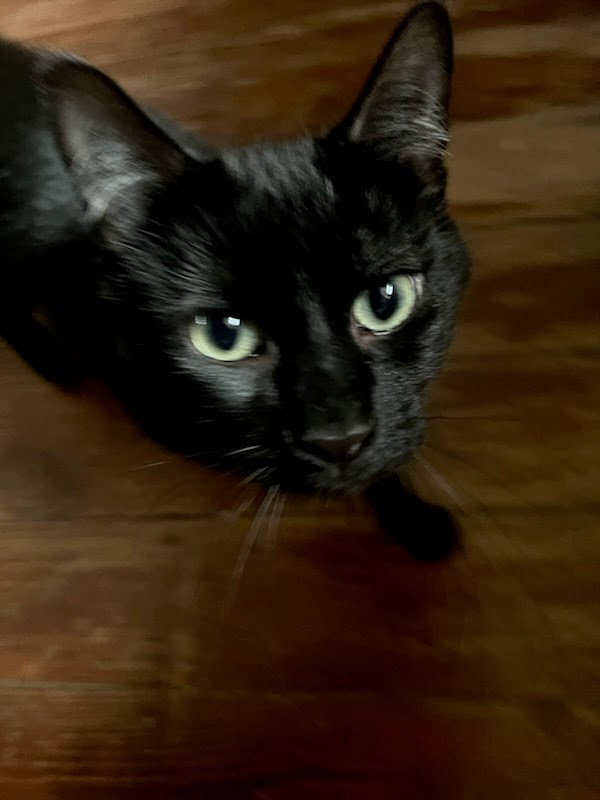 Timmy, an adopted Domestic Short Hair in Canandaigua, NY_image-1