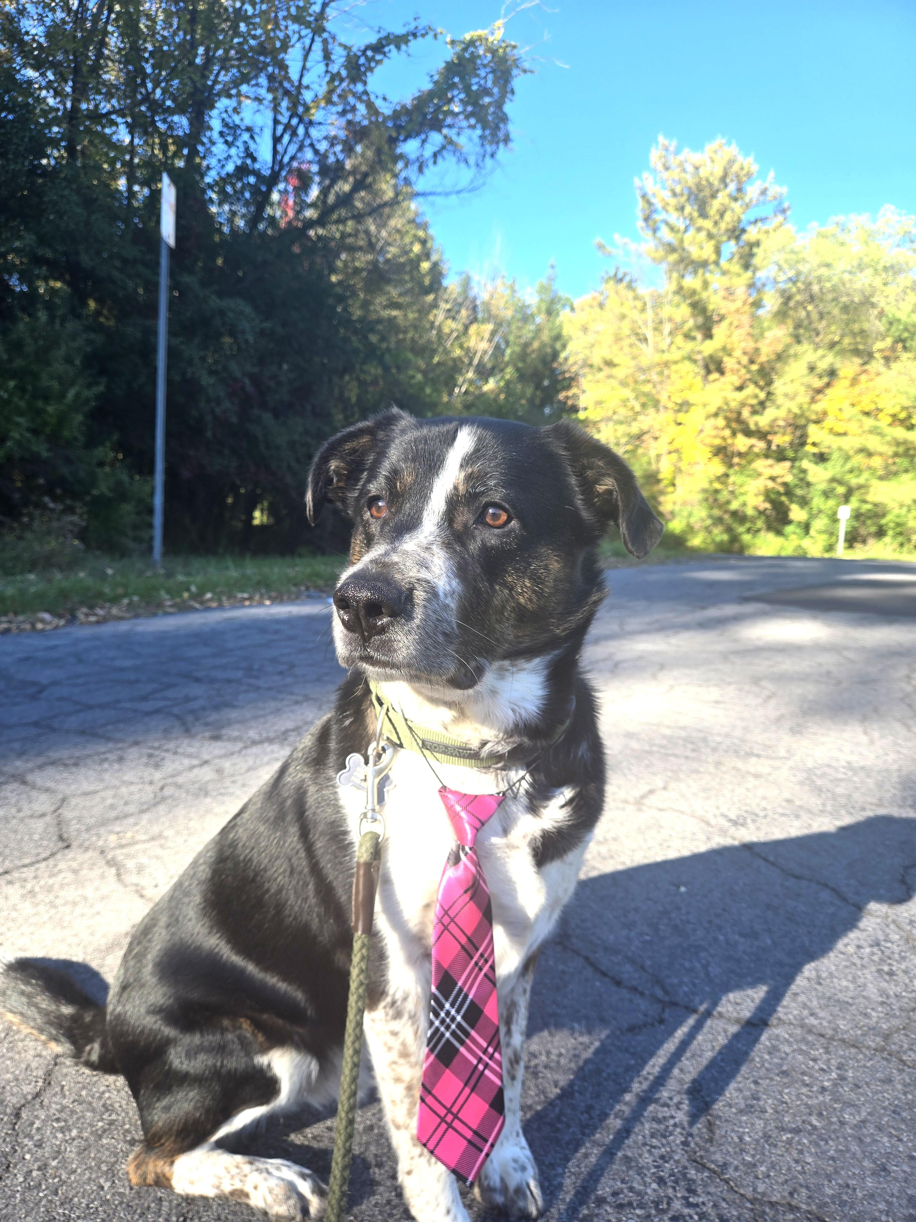 Enlarge Winston (aka Winnie-the-Pooch), a Adoptable mixed breed in Ithaca, NY image 6/6