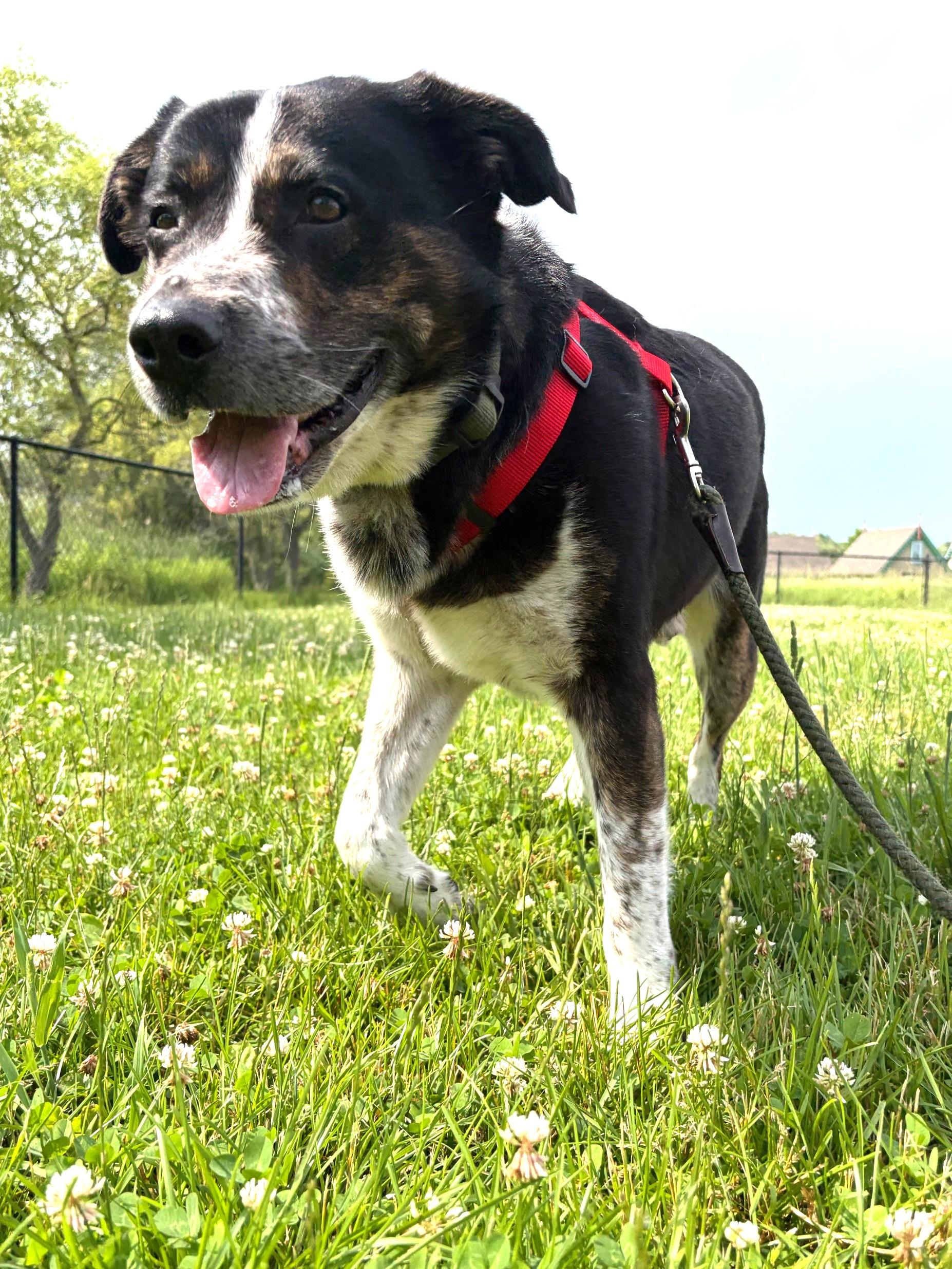 Enlarge Winston (aka Winnie-the-Pooch), a ADOPTABLE mixed breed in Ithaca, NY image 2/6