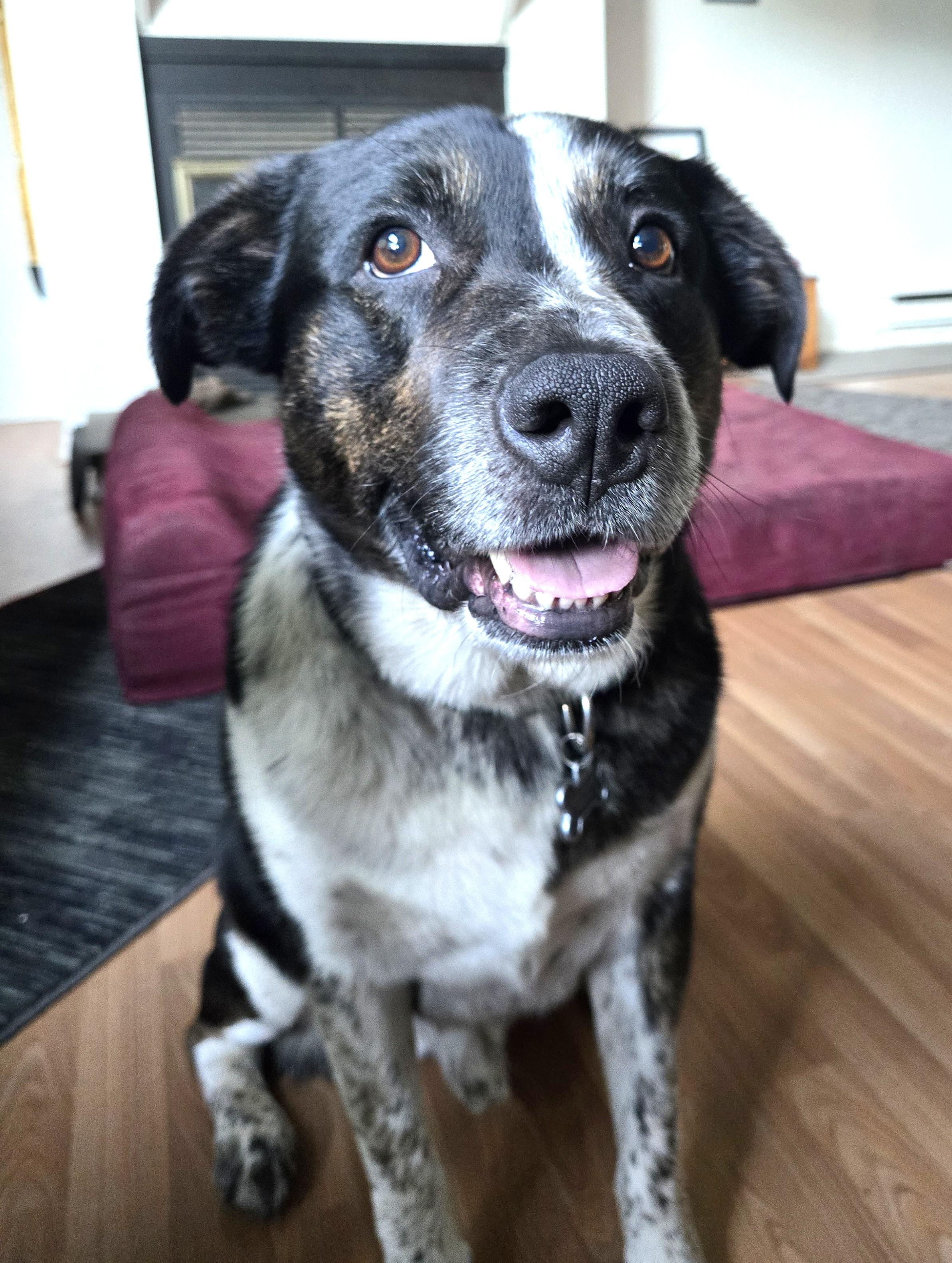 Enlarge Winston (aka Winnie-the-Pooch), a ADOPTABLE mixed breed in Ithaca, NY image 1/6