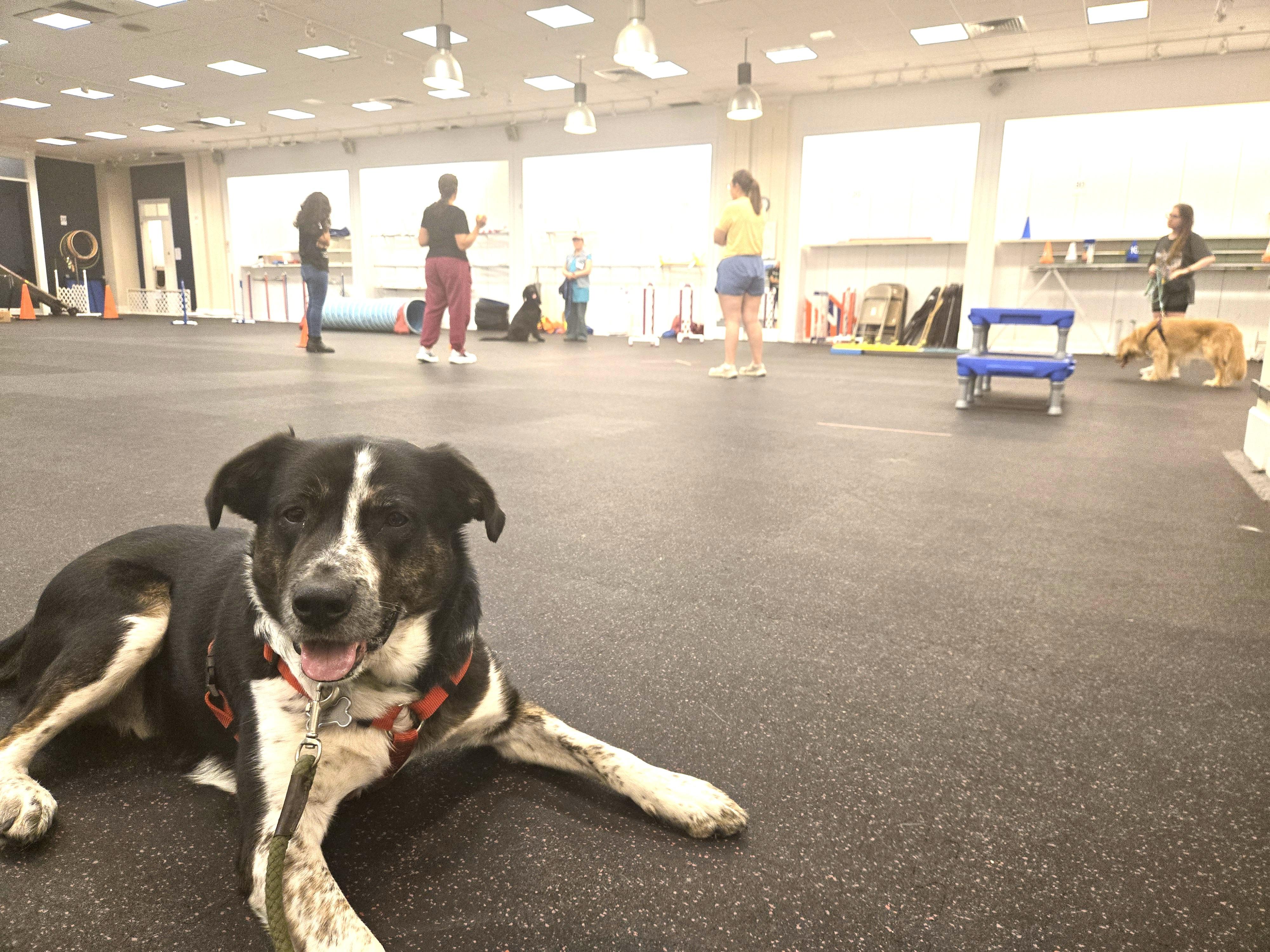 Enlarge Winston (aka Winnie-the-Pooch), a Adoptable mixed breed in Ithaca, NY image 5/6