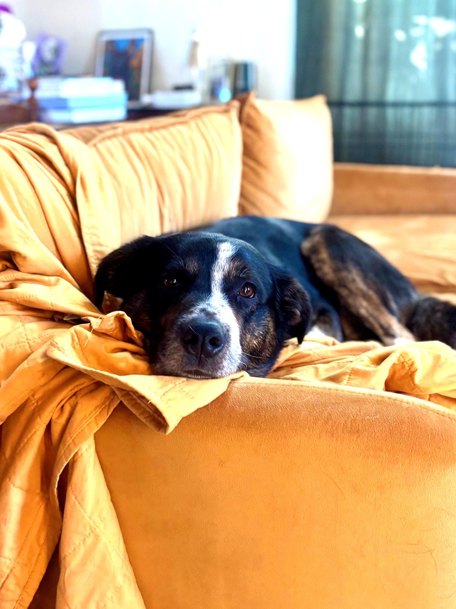 Enlarge Winston (aka Winnie-the-Pooch), a ADOPTABLE mixed breed in Ithaca, NY image 3/6