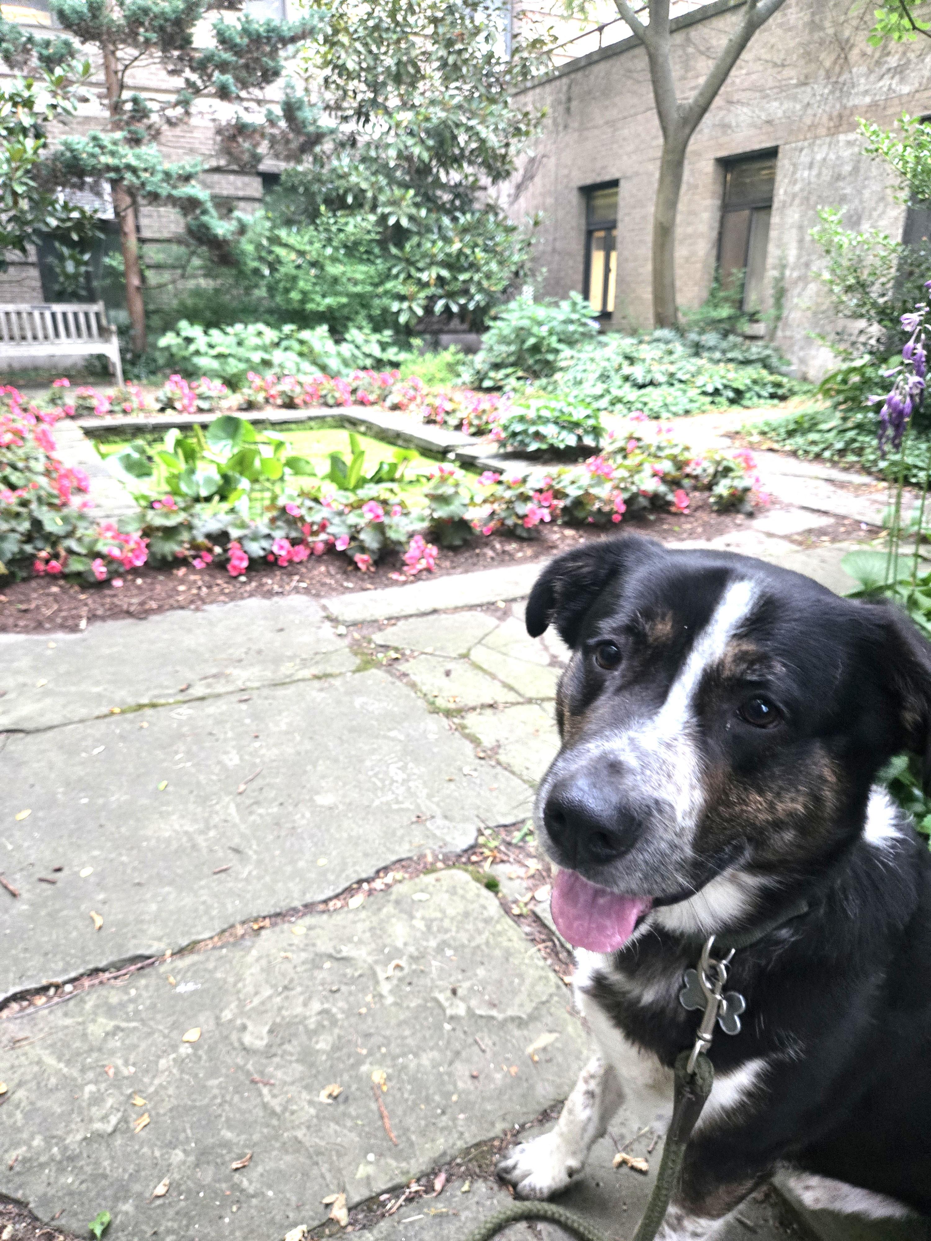 Enlarge Winston (aka Winnie-the-Pooch), a ADOPTABLE mixed breed in Ithaca, NY image 5/6