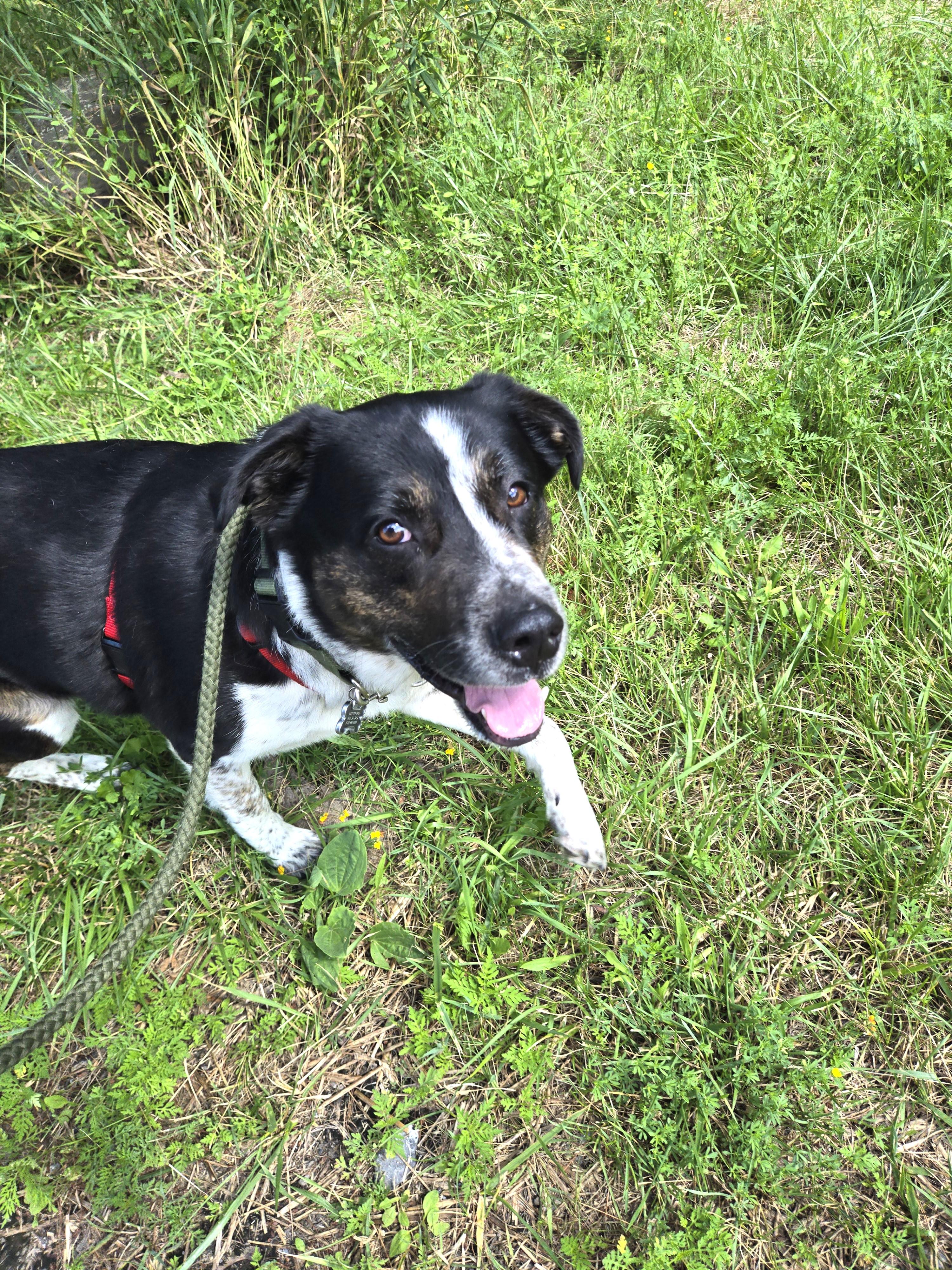 Enlarge Winston (aka Winnie-the-Pooch), a ADOPTABLE mixed breed in Ithaca, NY image 4/6