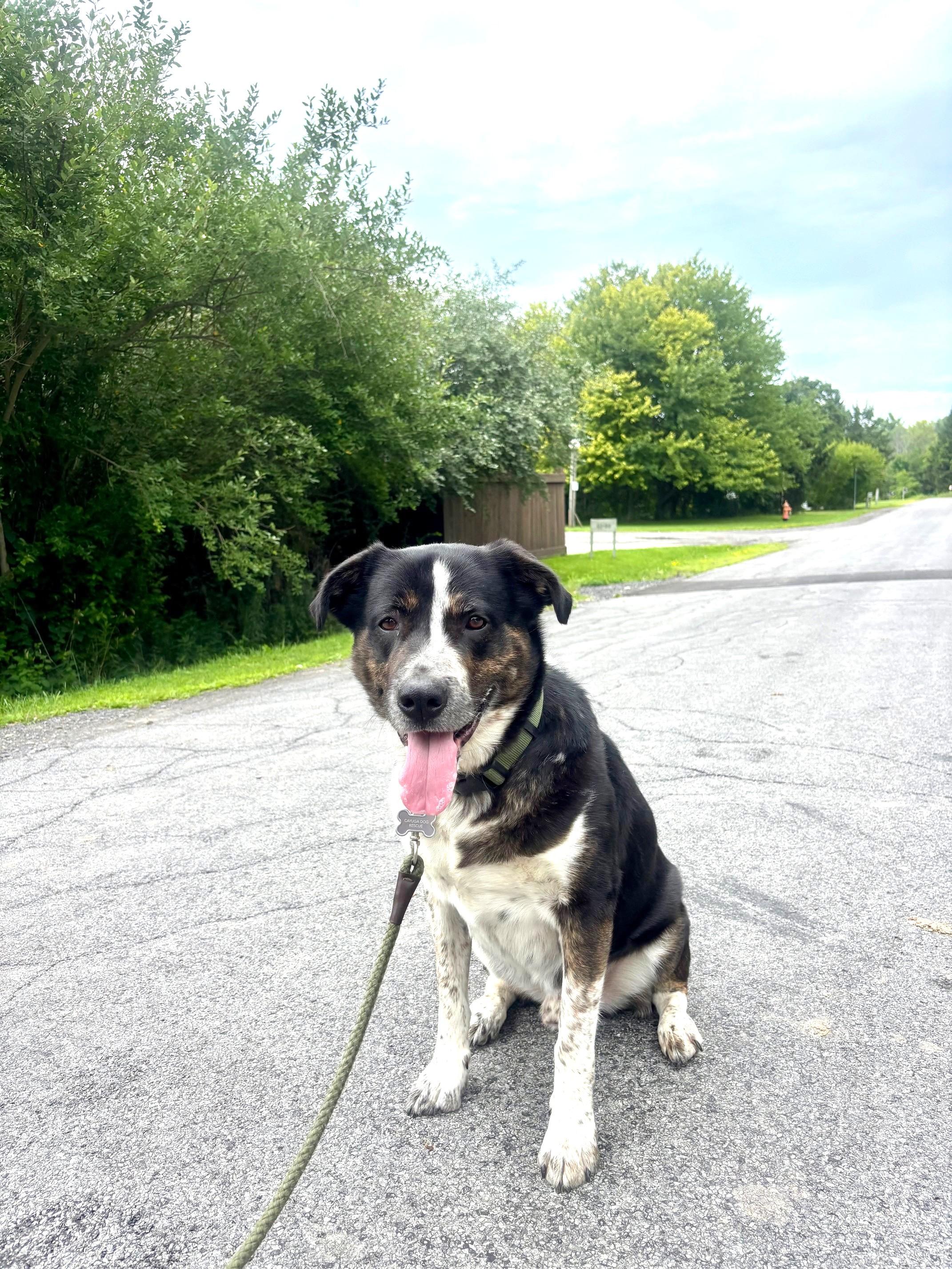 Winston (aka Winnie-the-Pooch), ADOPTABLE, Adult Male Border Collie & Hound.