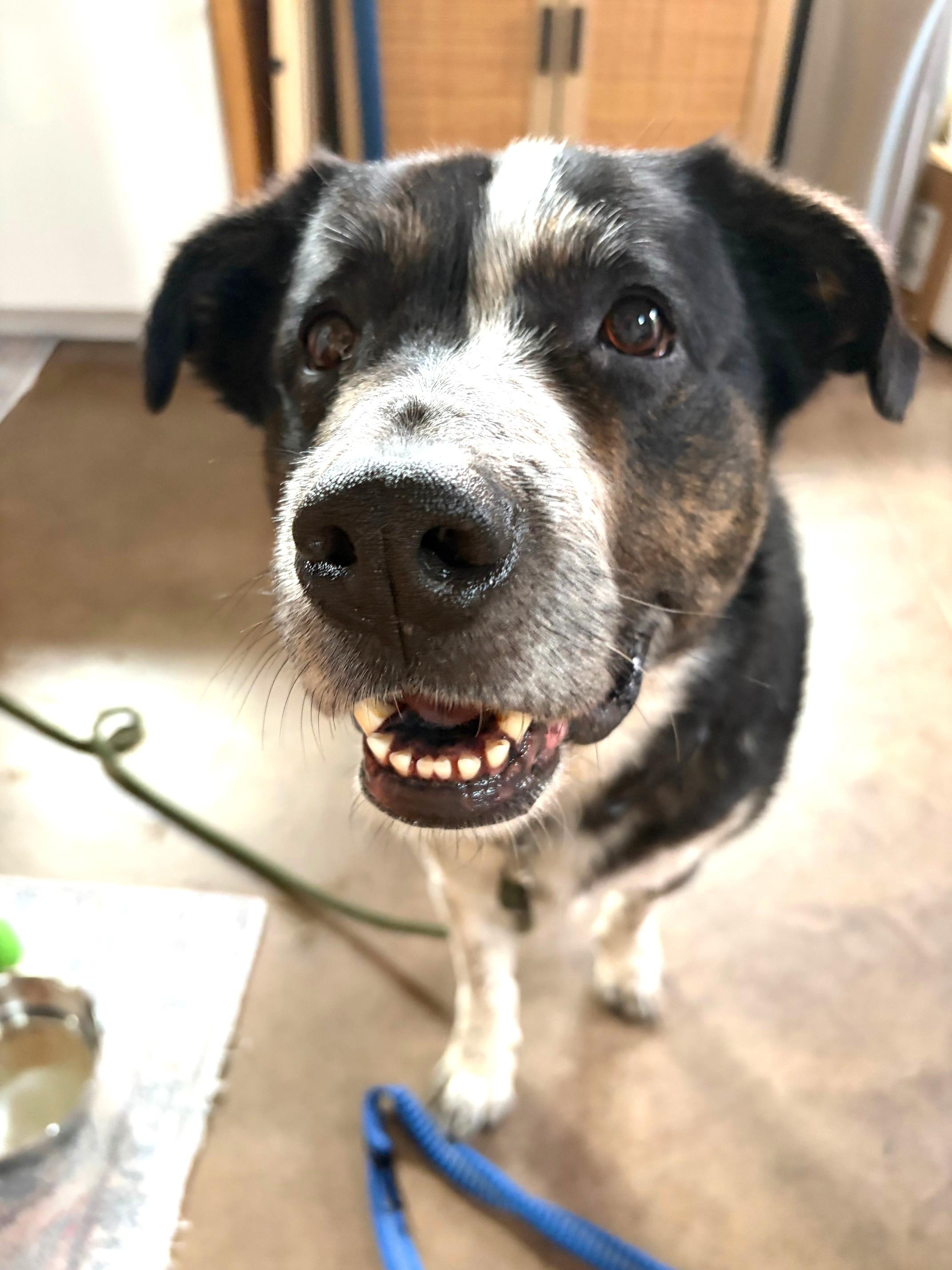 Enlarge Winston (aka Winnie-the-Pooch), a ADOPTABLE mixed breed in Ithaca, NY image 6/6