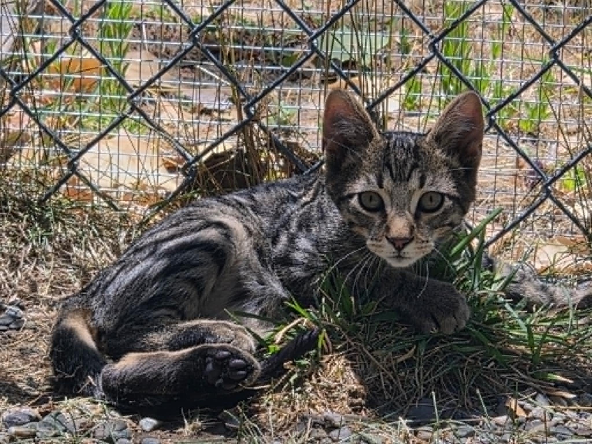 Enlarge Brodie, a ADOPTABLE Tabby in Tehachapi, CA image 2/4