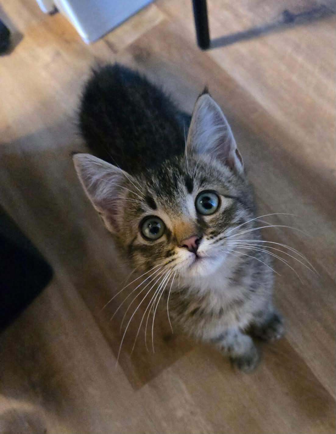 Enlarge Brodie, a ADOPTABLE Tabby in Tehachapi, CA image 3/4