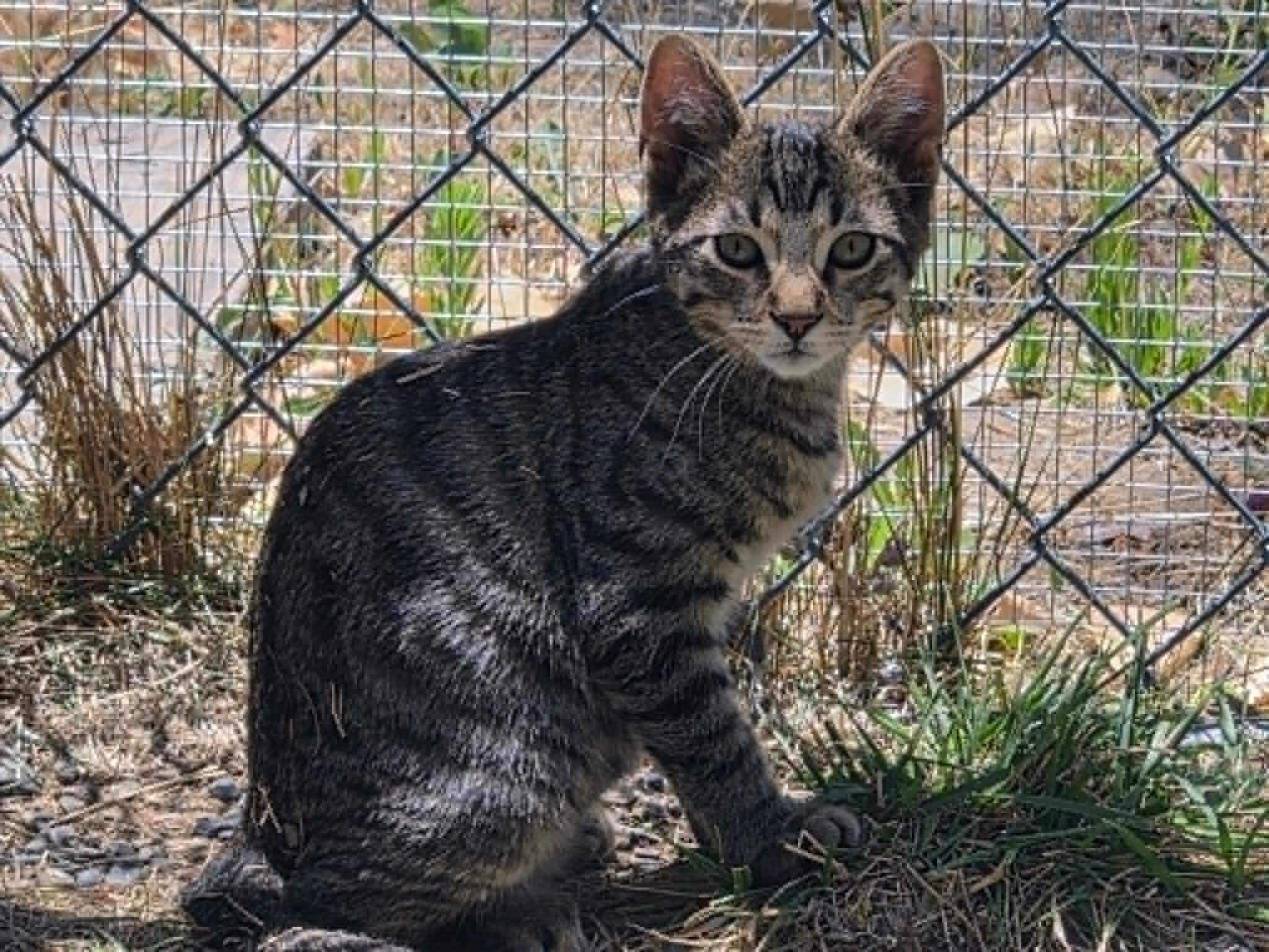 Enlarge Brodie, a ADOPTABLE Tabby in Tehachapi, CA image 1/4
