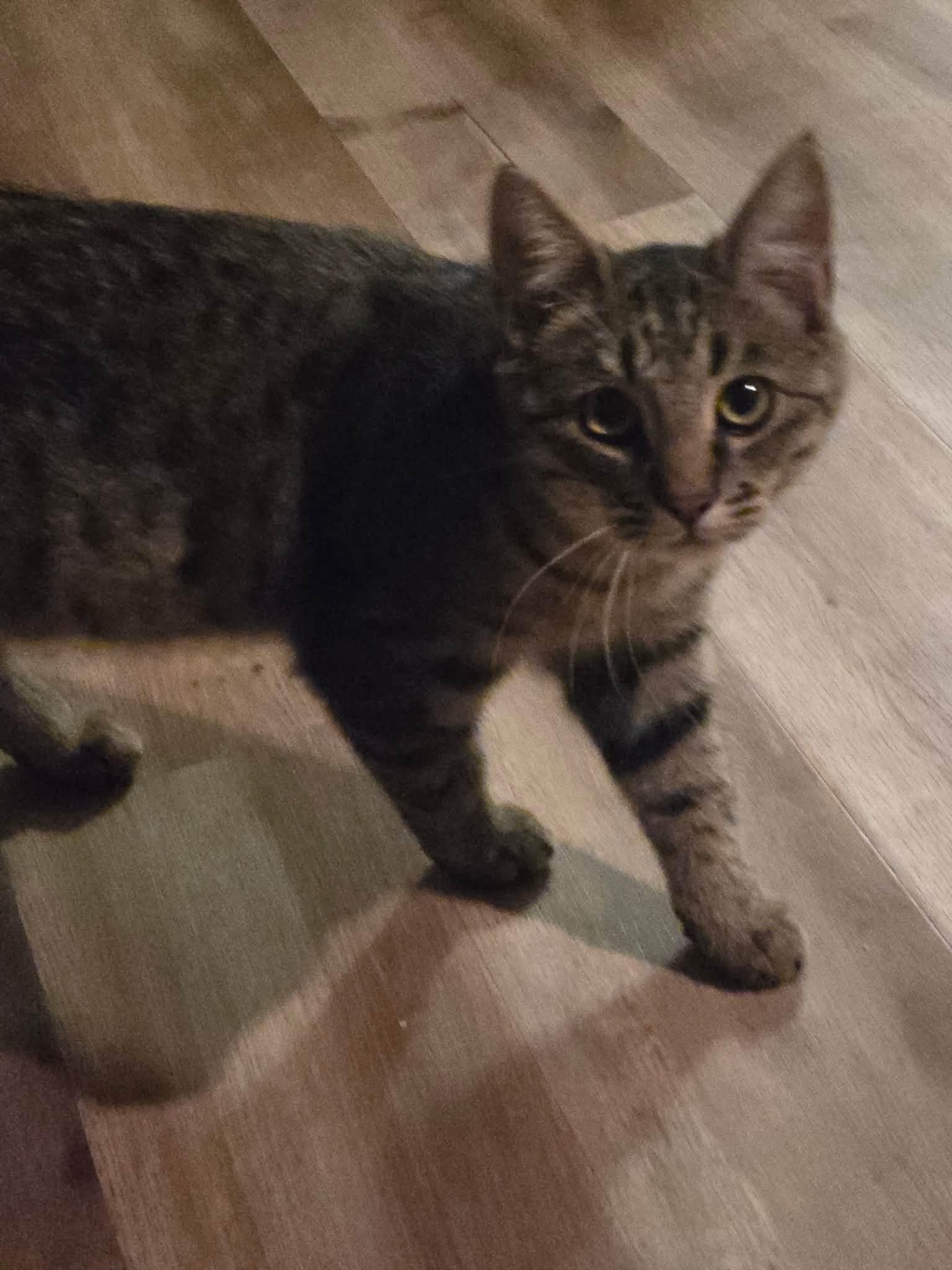 Enlarge Brodie, a Adoptable Tabby in Tehachapi, CA image 1/6