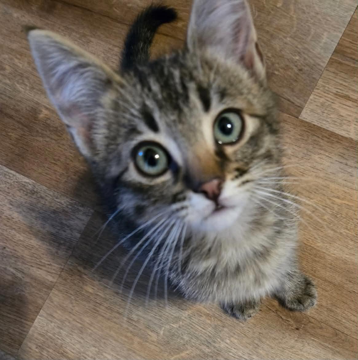 Enlarge Brodie, a ADOPTABLE Tabby in Tehachapi, CA image 4/4