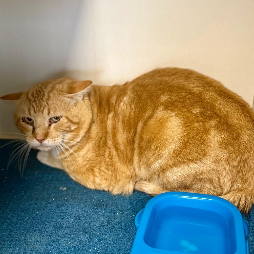 Enlarge Martin, a Adoptable Domestic Short Hair in Pauls Valley, OK image 1/1