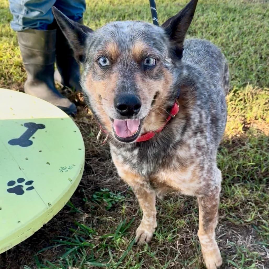 Buzz — thumbnail 3