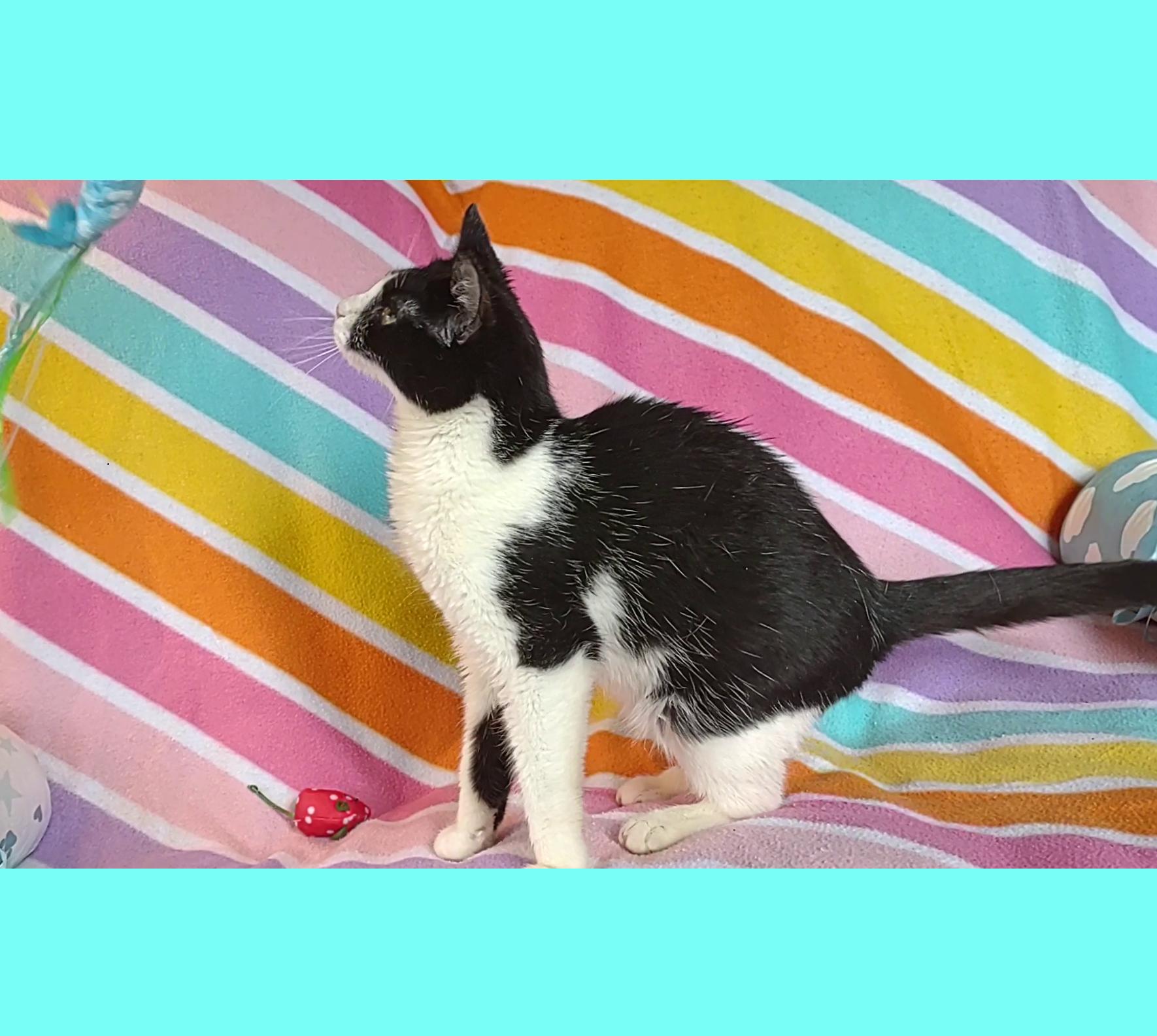 Enlarge Angel, a Adoptable Domestic Short Hair in Syracuse, NY image 4/5