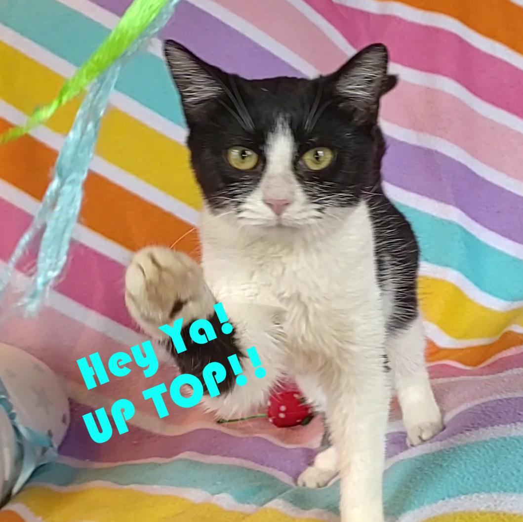 Enlarge Angel, a Adoptable Domestic Short Hair in Syracuse, NY image 2/5