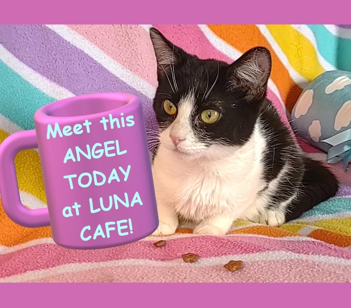 Enlarge Angel, a Adoptable Domestic Short Hair in Syracuse, NY image 1/5