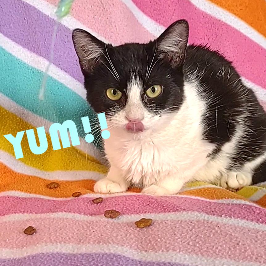 Enlarge Angel, a Adoptable Domestic Short Hair in Syracuse, NY image 5/5