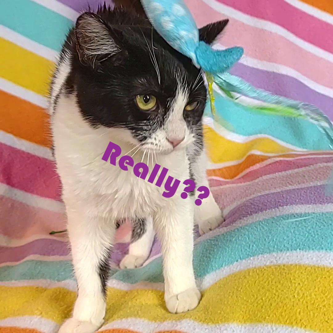 Enlarge Angel, a Adoptable Domestic Short Hair in Syracuse, NY image 3/5