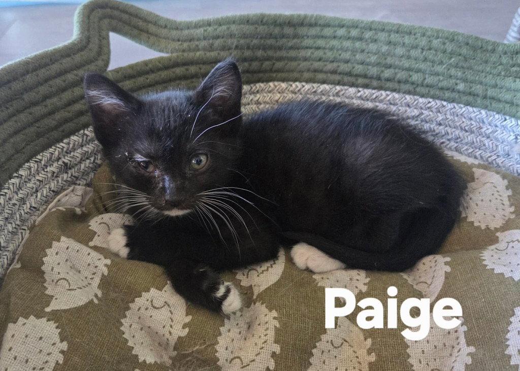 Paige, a Adoptable Domestic Short Hair in Saint George, UT image 1/2