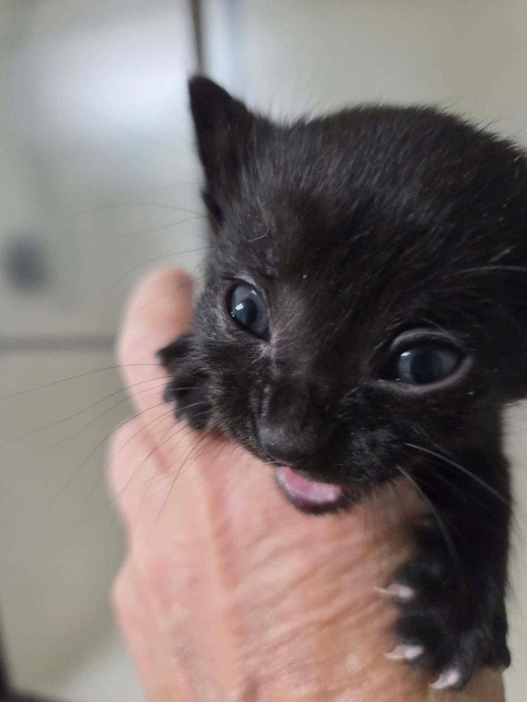 Paige, a Adoptable Domestic Short Hair in Saint George, UT image 2/2