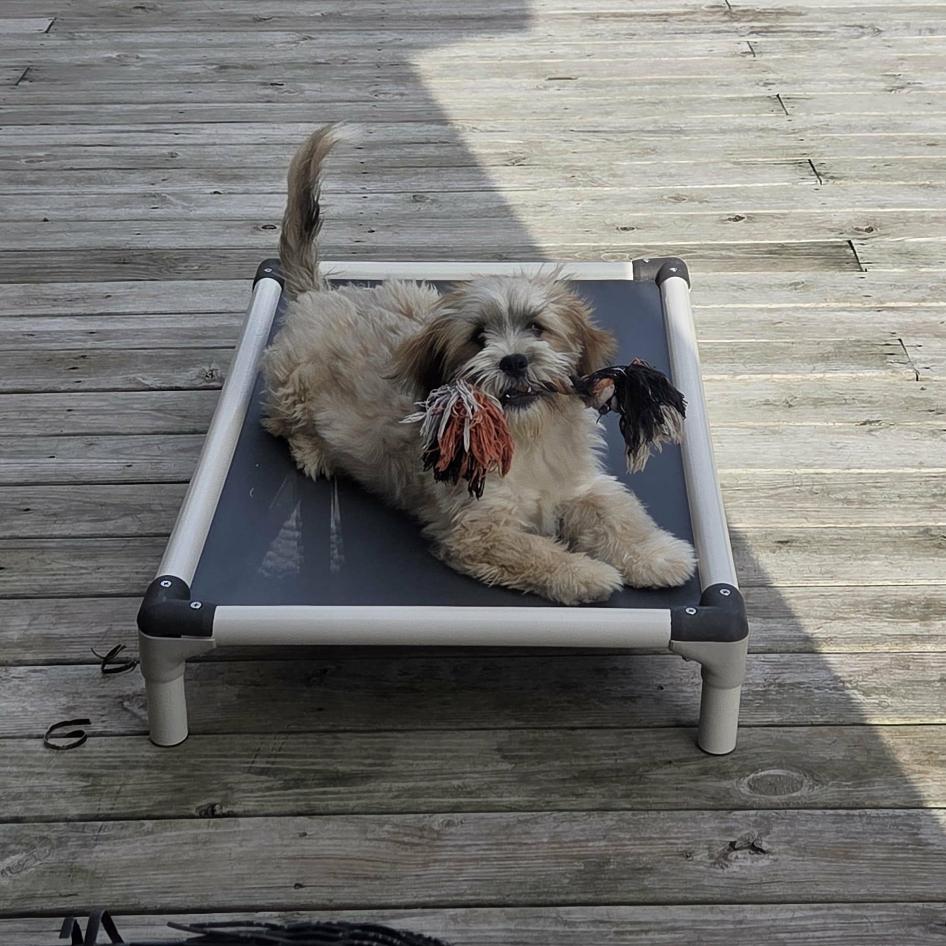 Ellie, a Adoptable mixed breed in Nicholasville, KY image 1/4