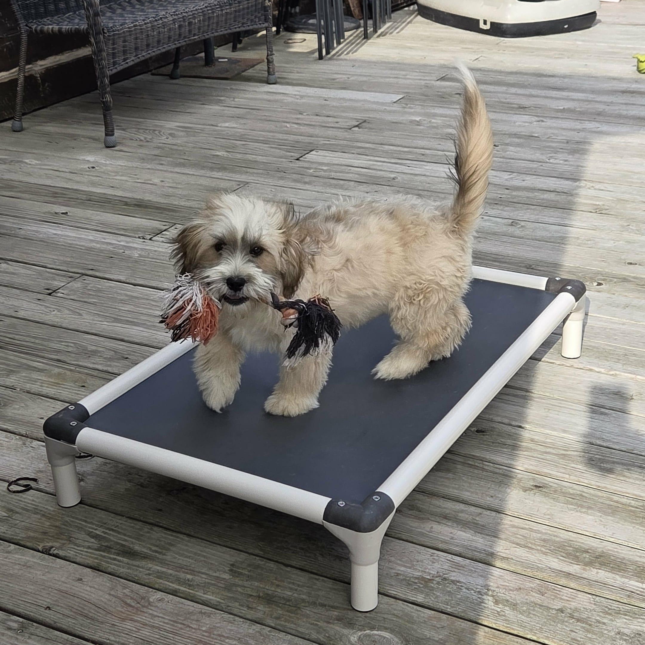 Ellie, a Adoptable mixed breed in Nicholasville, KY image 2/4