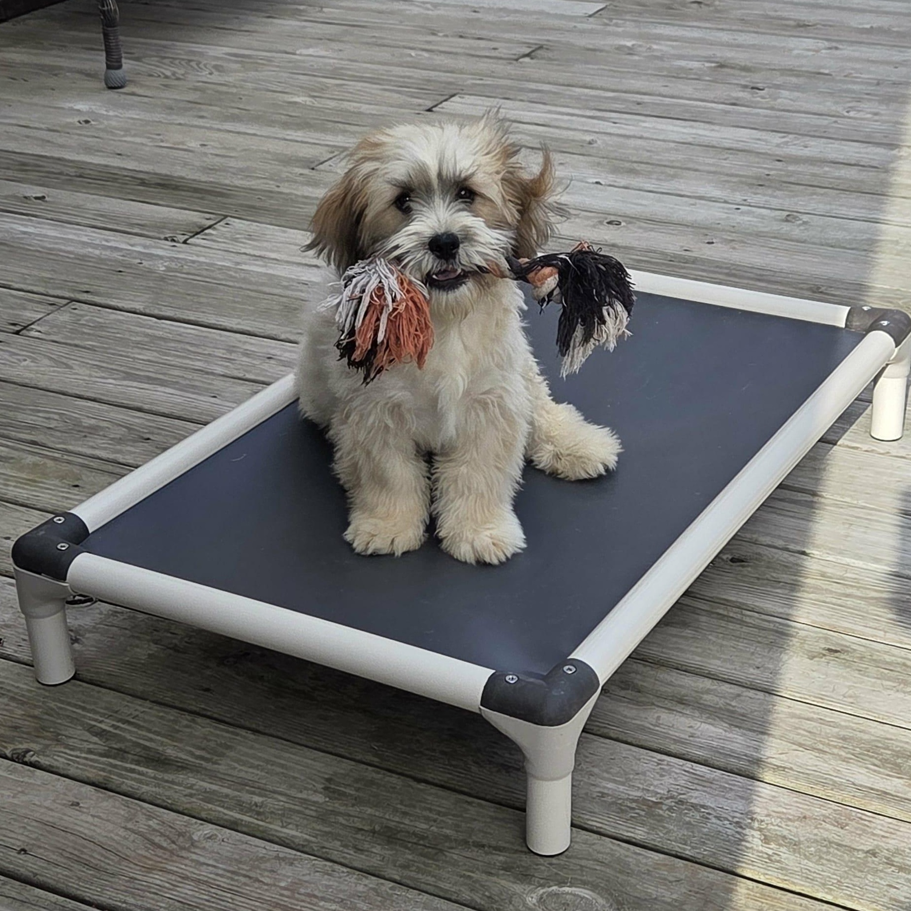 Ellie, a Adoptable mixed breed in Nicholasville, KY image 3/4