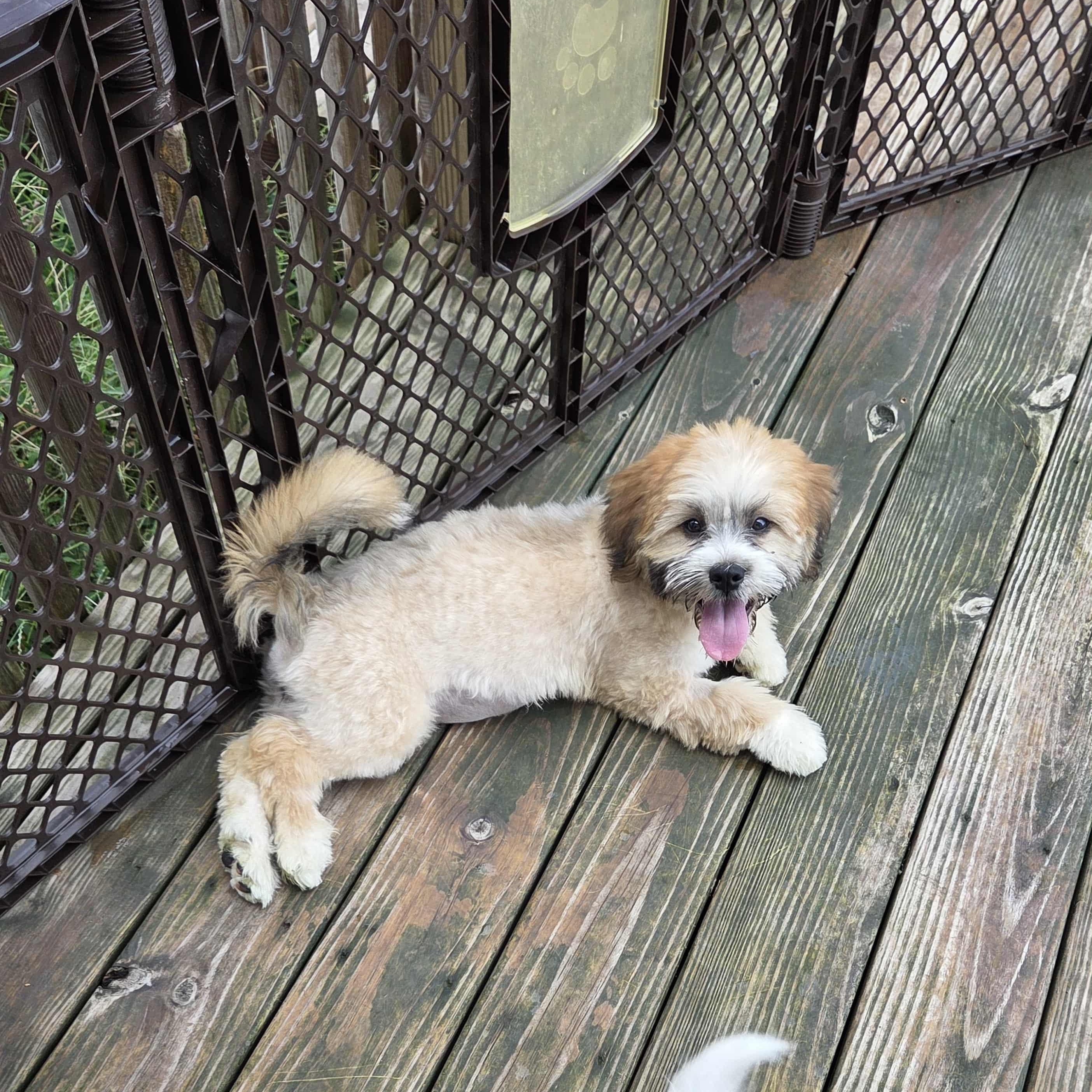 Ellie, a Adoptable mixed breed in Nicholasville, KY image 4/4