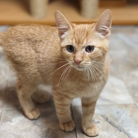 Enlarge Fuchite "Fuchy", an adopted Tabby in Knox, PA image 4/4