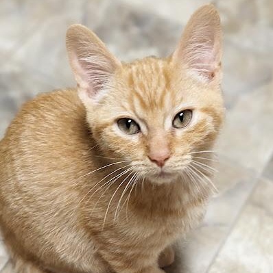 Enlarge Fuchite "Fuchy", an adopted Tabby in Knox, PA image 1/4