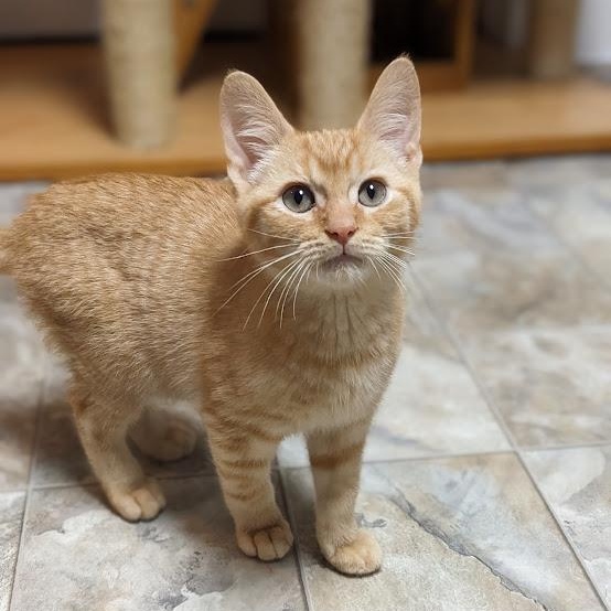 Enlarge Fuchite "Fuchy", an adopted Tabby in Knox, PA image 2/4