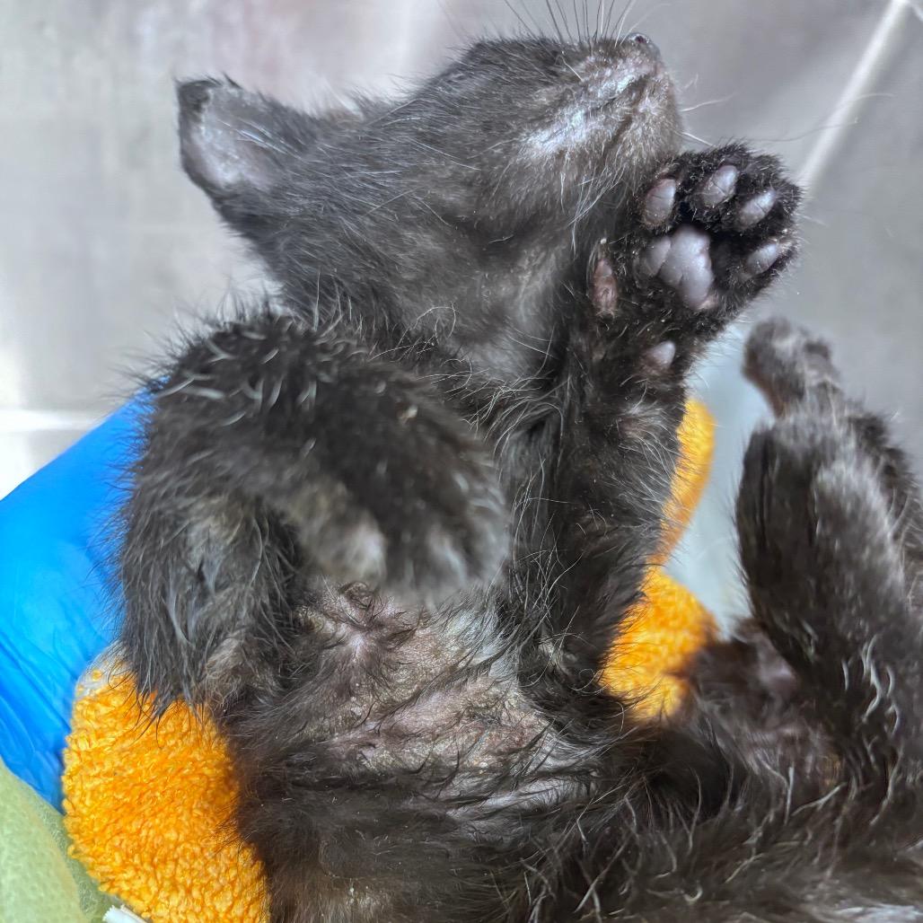 Alfalfa, Adoptable, Kitten Male Domestic Short Hair.