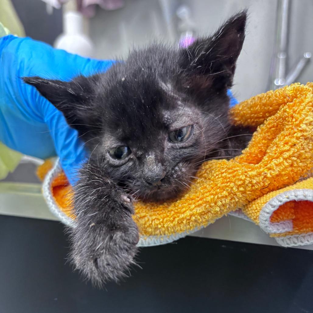 Alfalfa, a Adoptable Domestic Short Hair in Springtown, TX image 4/5