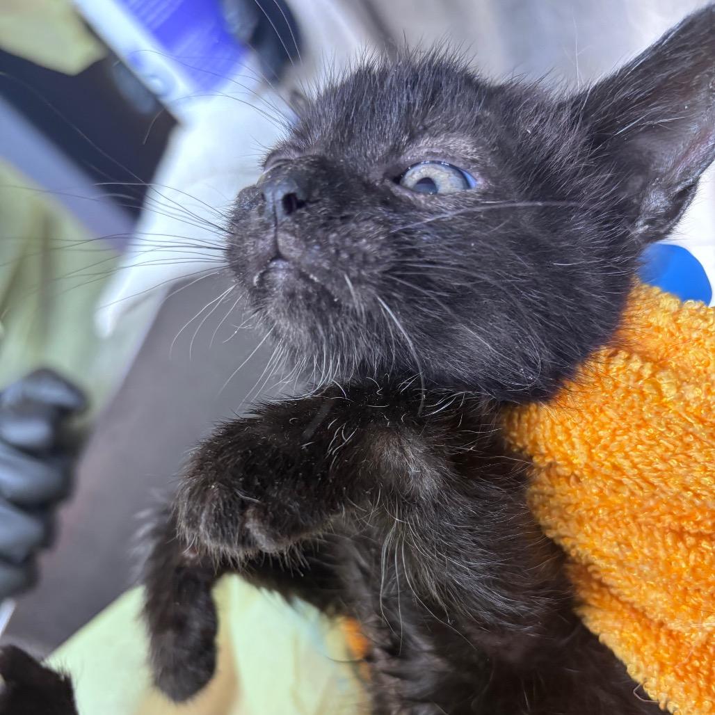 Alfalfa, a Adoptable Domestic Short Hair in Springtown, TX image 5/5
