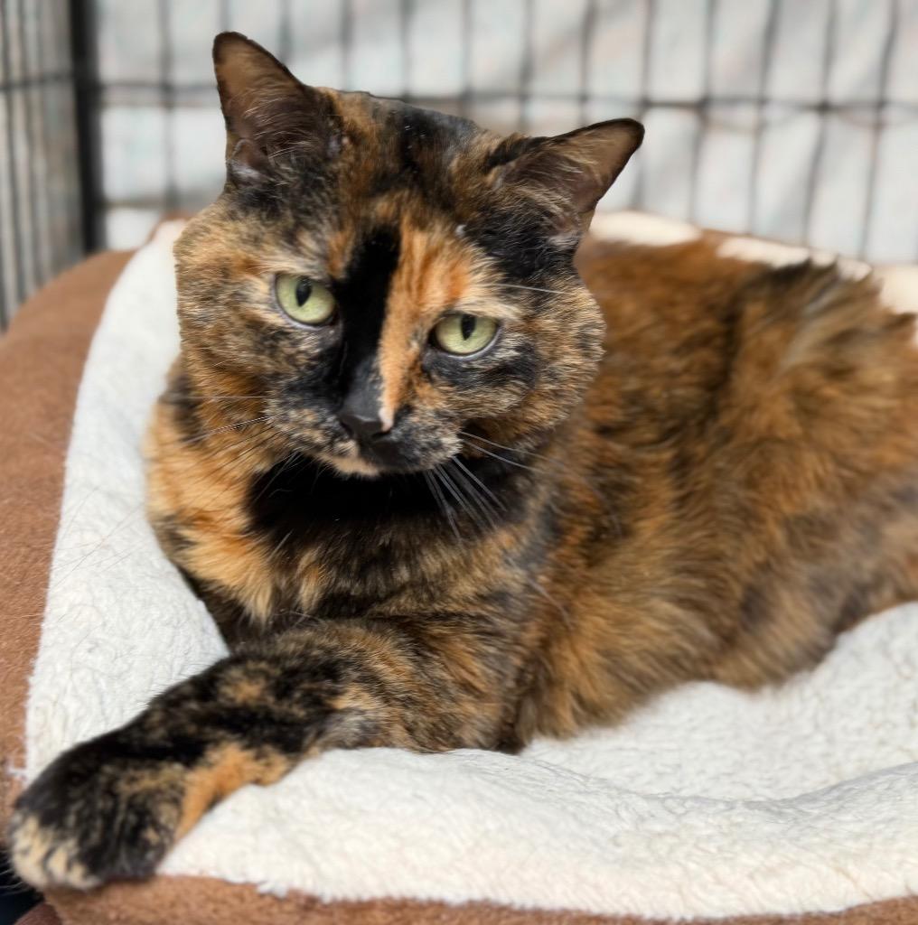 Elsa (Sasha), a Adoptable mixed breed in Columbia, IL image 1/2