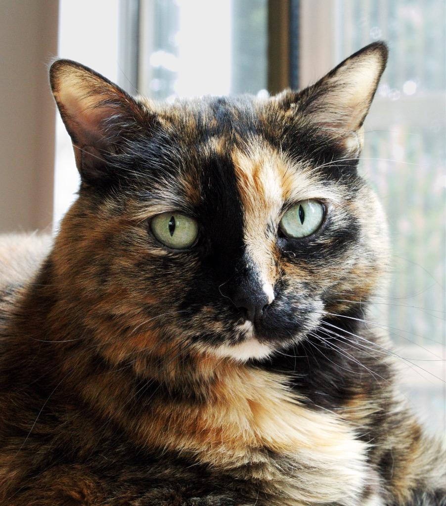 Elsa (Sasha), a Adoptable mixed breed in Columbia, IL image 2/5