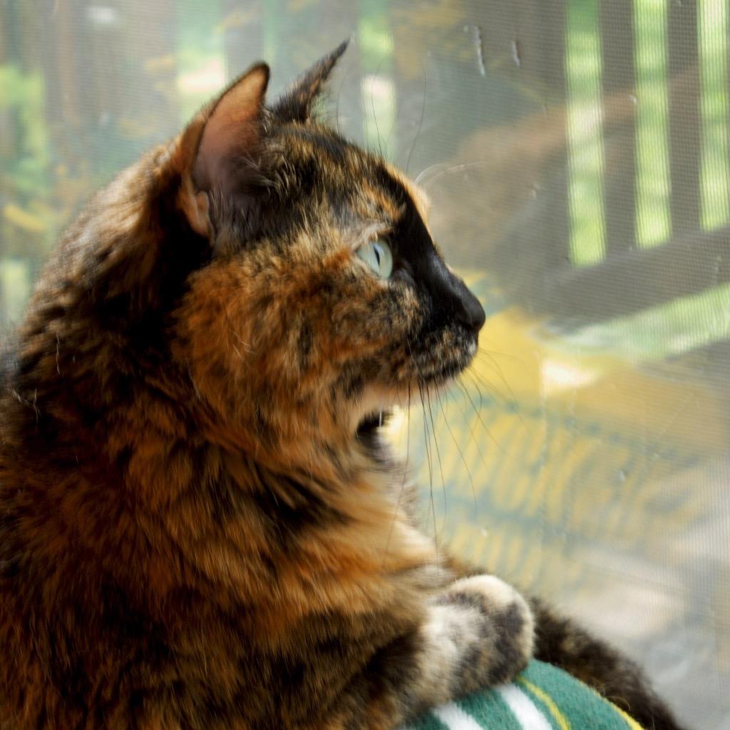 Elsa (Sasha), a Adoptable mixed breed in Columbia, IL image 3/5