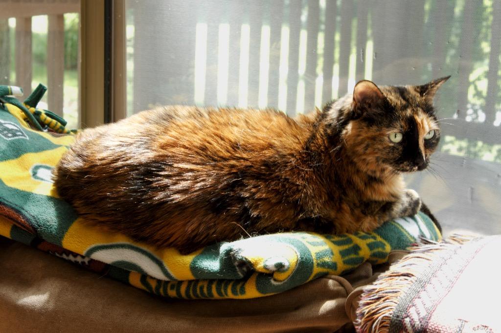 Elsa (Sasha), a Adoptable mixed breed in Columbia, IL image 4/5
