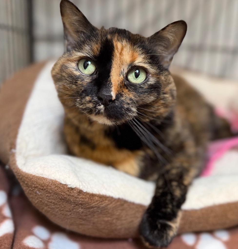 Elsa (Sasha), a Adoptable mixed breed in Columbia, IL image 2/2
