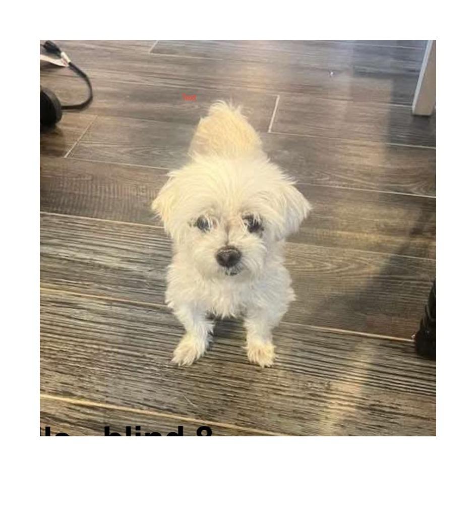 Enlarge Bella (S25-180), a Adoptable Maltese in Peyton, CO image 4/6