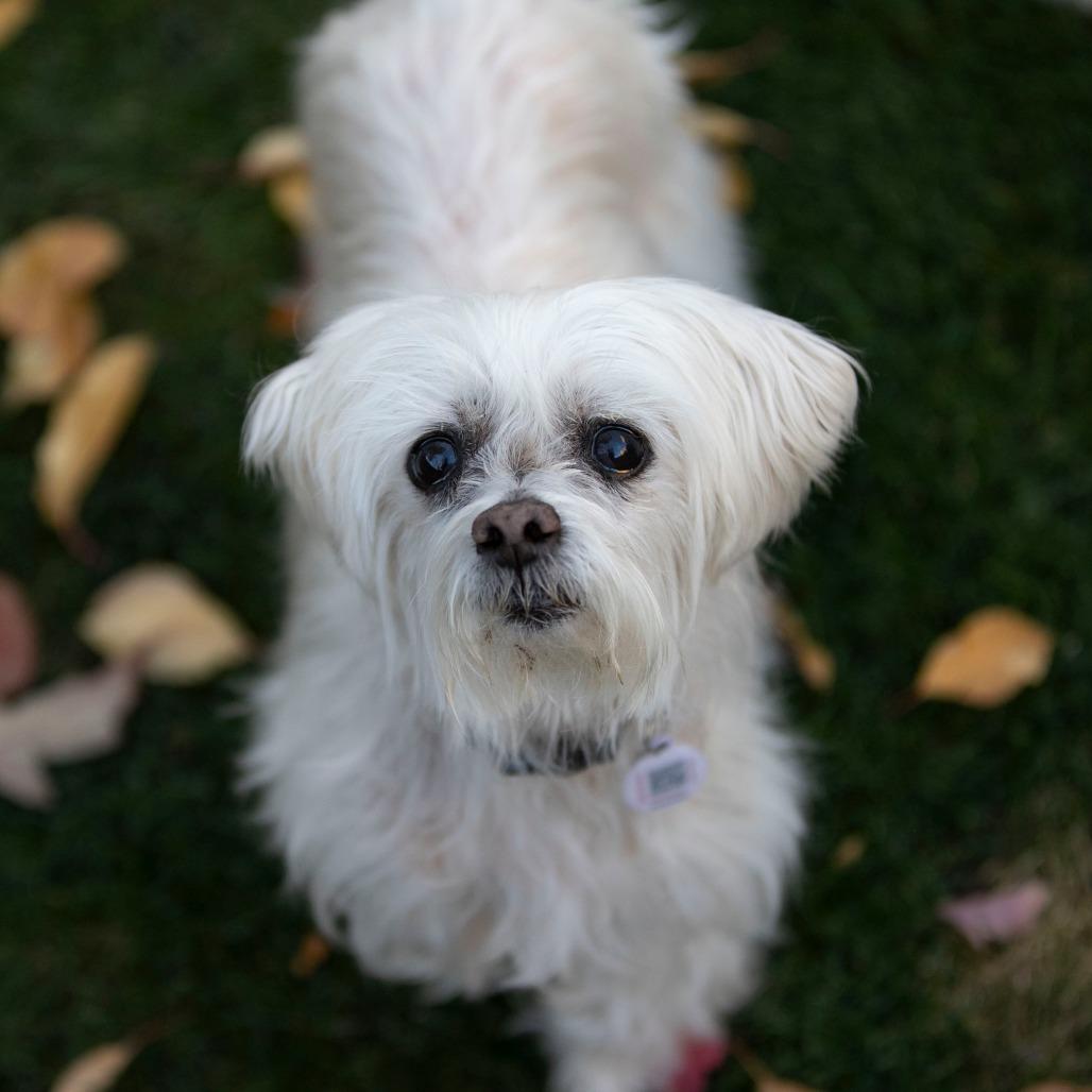 Enlarge Bella (S25-180), a Adoptable Maltese in Peyton, CO image 6/6