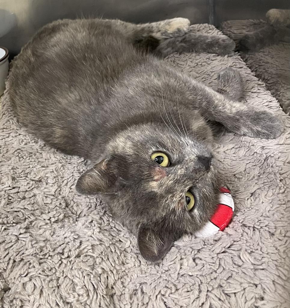 Scheana, Adoptable, Young Female Domestic Short Hair.
