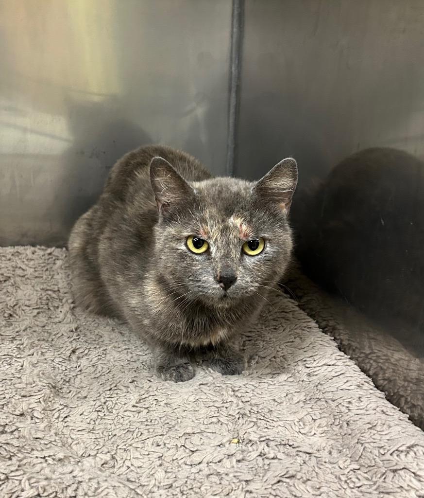 Enlarge Scheana, a Adoptable mixed breed in Maumelle, AR image 2/4