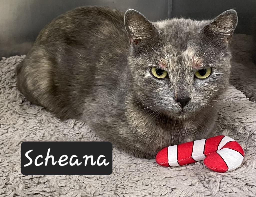 Enlarge Scheana, a Adoptable mixed breed in Maumelle, AR image 3/4