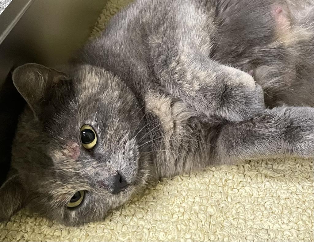 Enlarge Scheana, a Adoptable mixed breed in Maumelle, AR image 4/4
